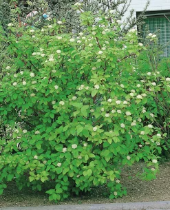 Korallkornell 'Sibirica' Krukodlad>Omnia garden Sale