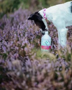Kosttillskott Laxolja 1000ml>Svenska DjurApoteket Sale