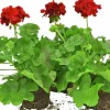 Kärlekspelargon lat. Pelargonium 'Calliope Dark Red'>Mäster Grön Sale