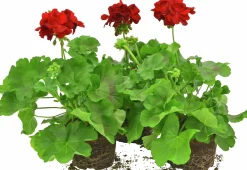 Kärlekspelargon lat. Pelargonium 'Calliope Dark Red'>Mäster Grön Sale