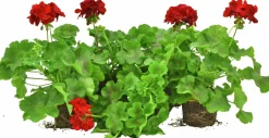 Kärlekspelargon lat. Pelargonium 'Calliope Dark Red'>Mäster Grön Sale