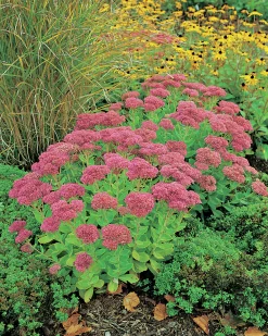 Kärleksört 'Herbstfreude'>Omnia garden Hot