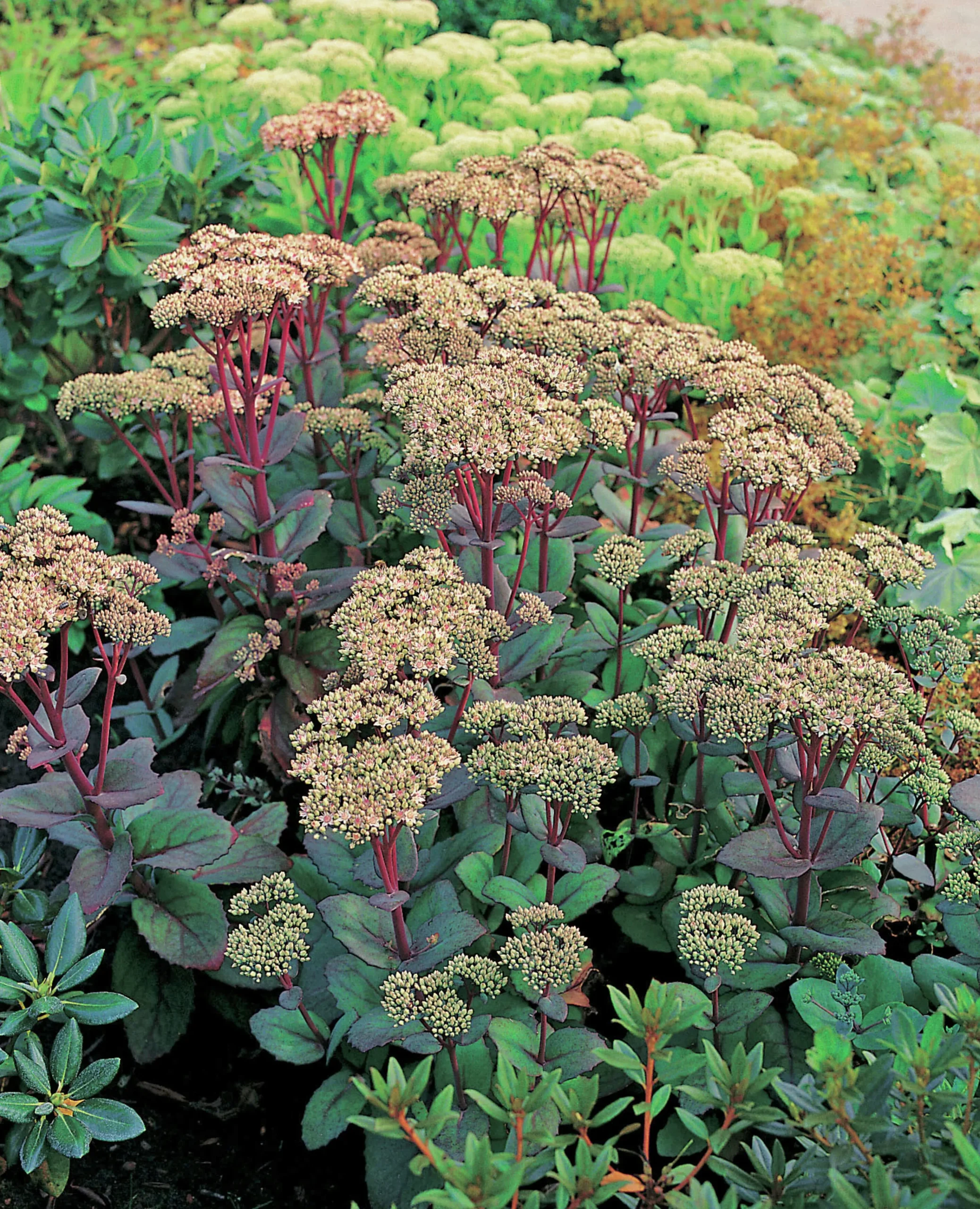 Kärleksört 'Matrona'>Omnia garden Clearance
