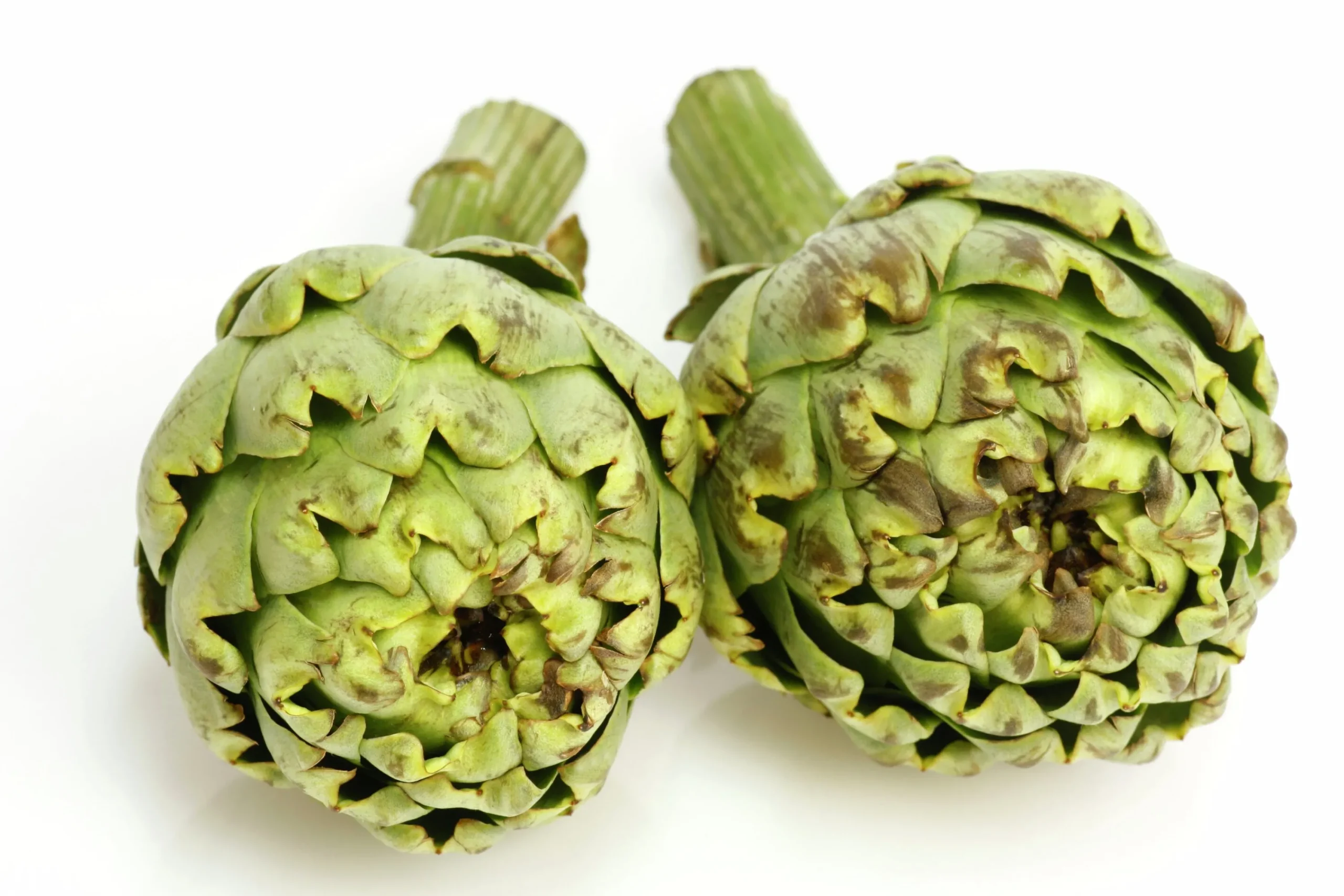 Kronärtskocka lat. Cynara cardunculus>Mäster Grön Hot