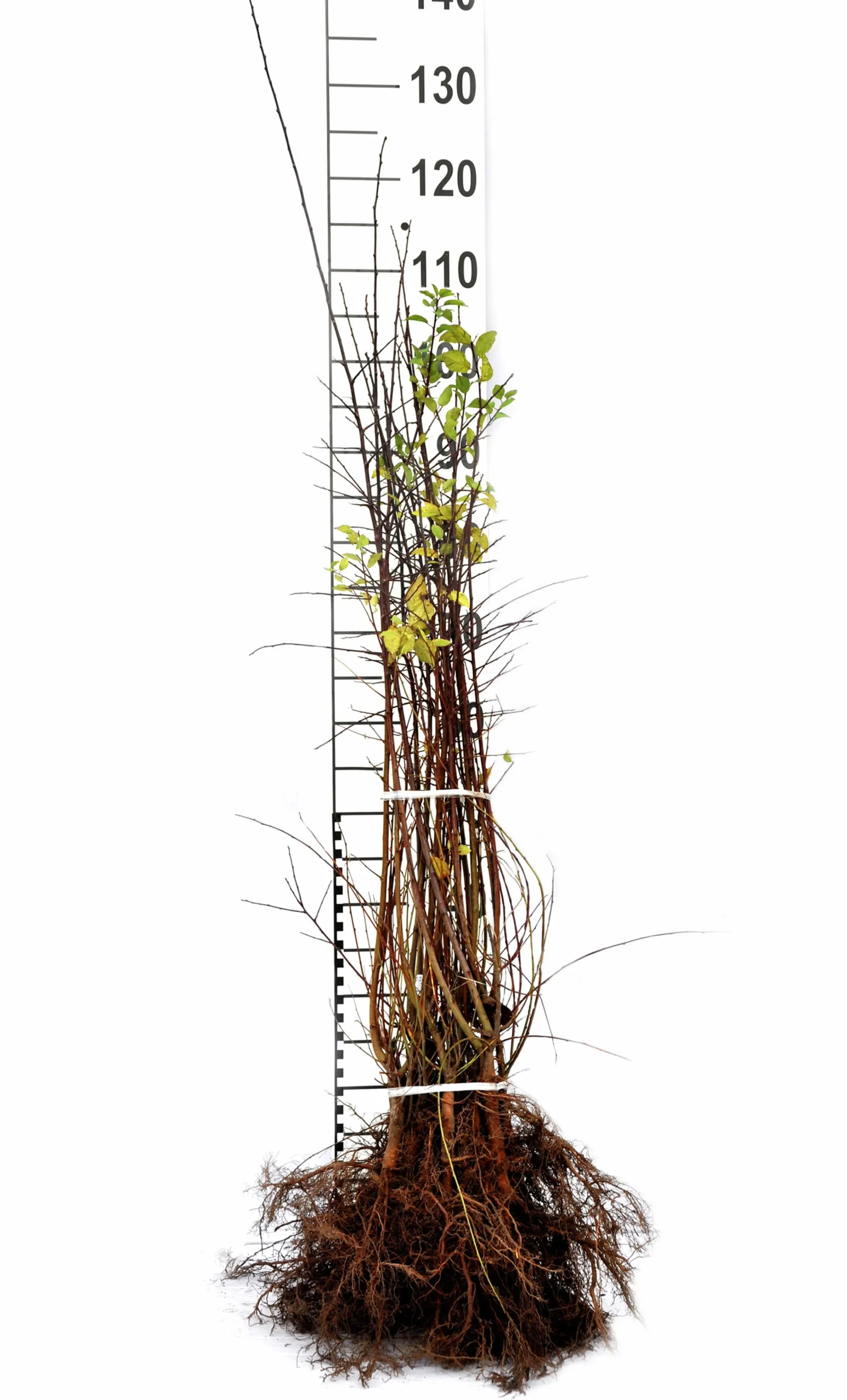 Körsbärsplommon Barrotad>Omnia garden Clearance