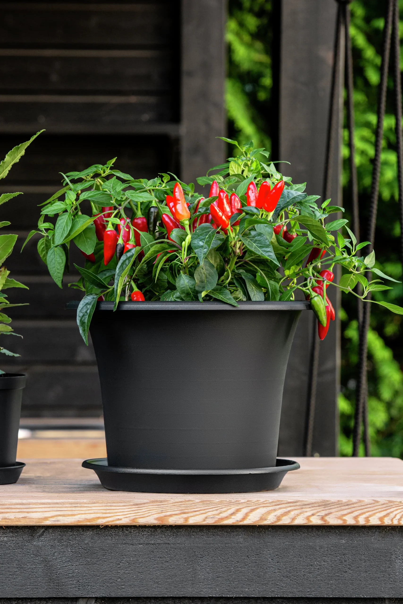 Kruka Botanica Återvunnen plast>Orthex Outlet