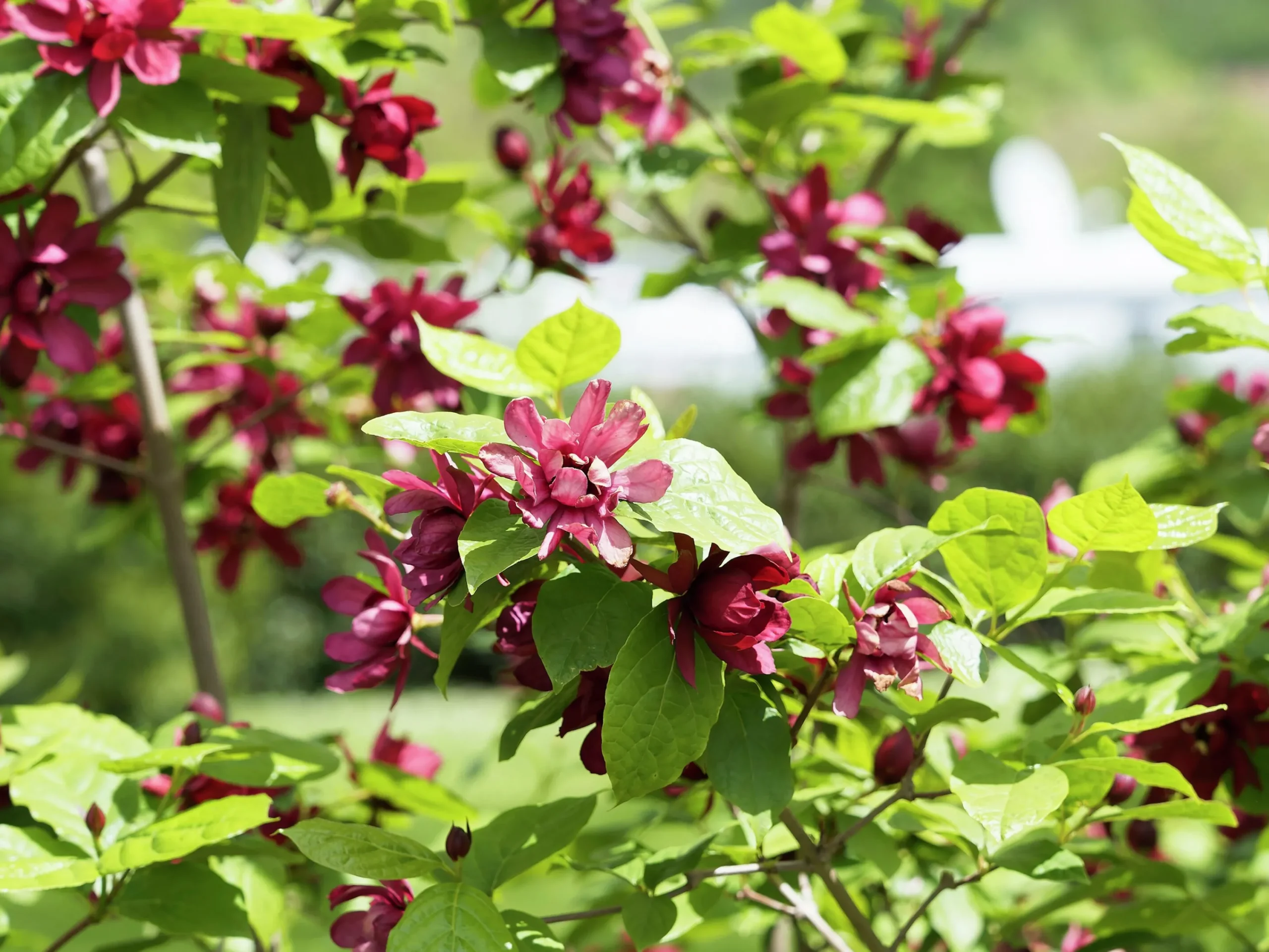 Kryddbuske klassisk>Omnia garden Outlet