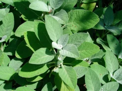 Kryddsalvia 'Berggarten'>Omnia garden Outlet