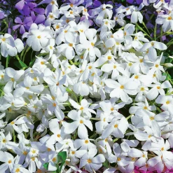Krypflox 'Alba'>Omnia garden Clearance