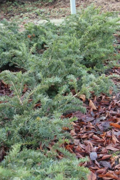 Krypidegran 'Repandens' Krukodlad>Omnia garden Online