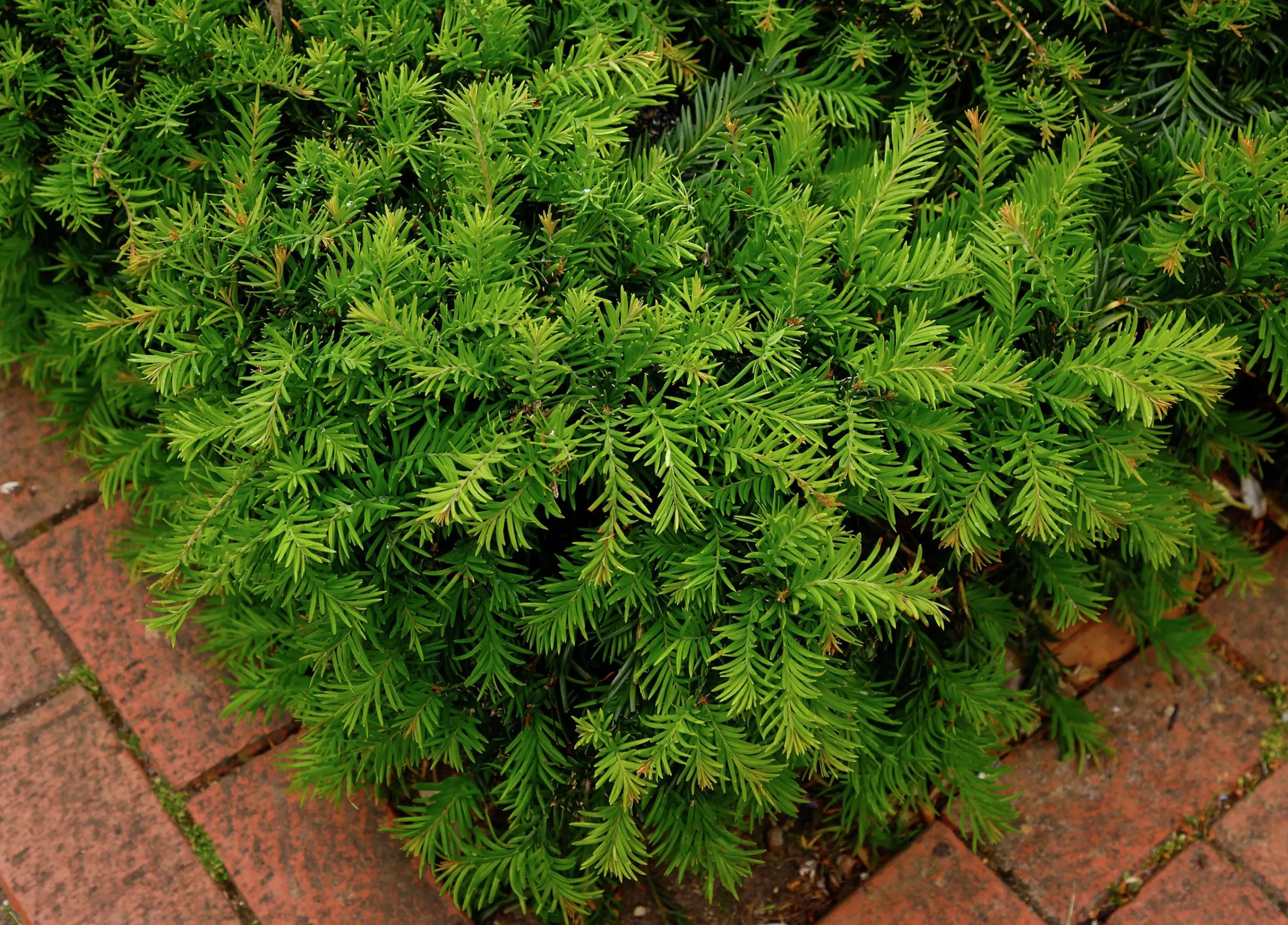 Krypidegran 'Repandens' Krukodlad>Omnia garden Online