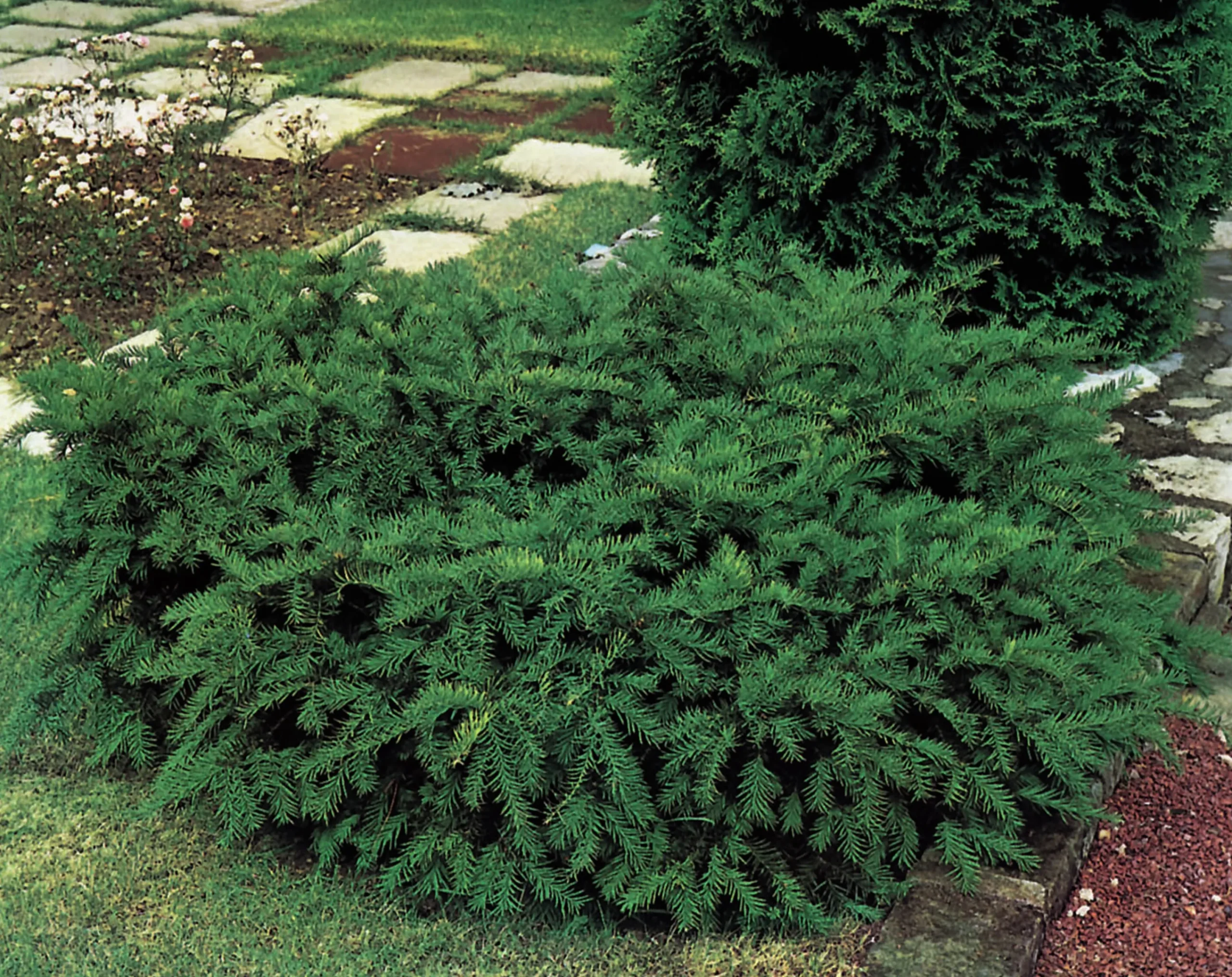 Krypidegran 'Repandens' Krukodlad>Omnia garden Online