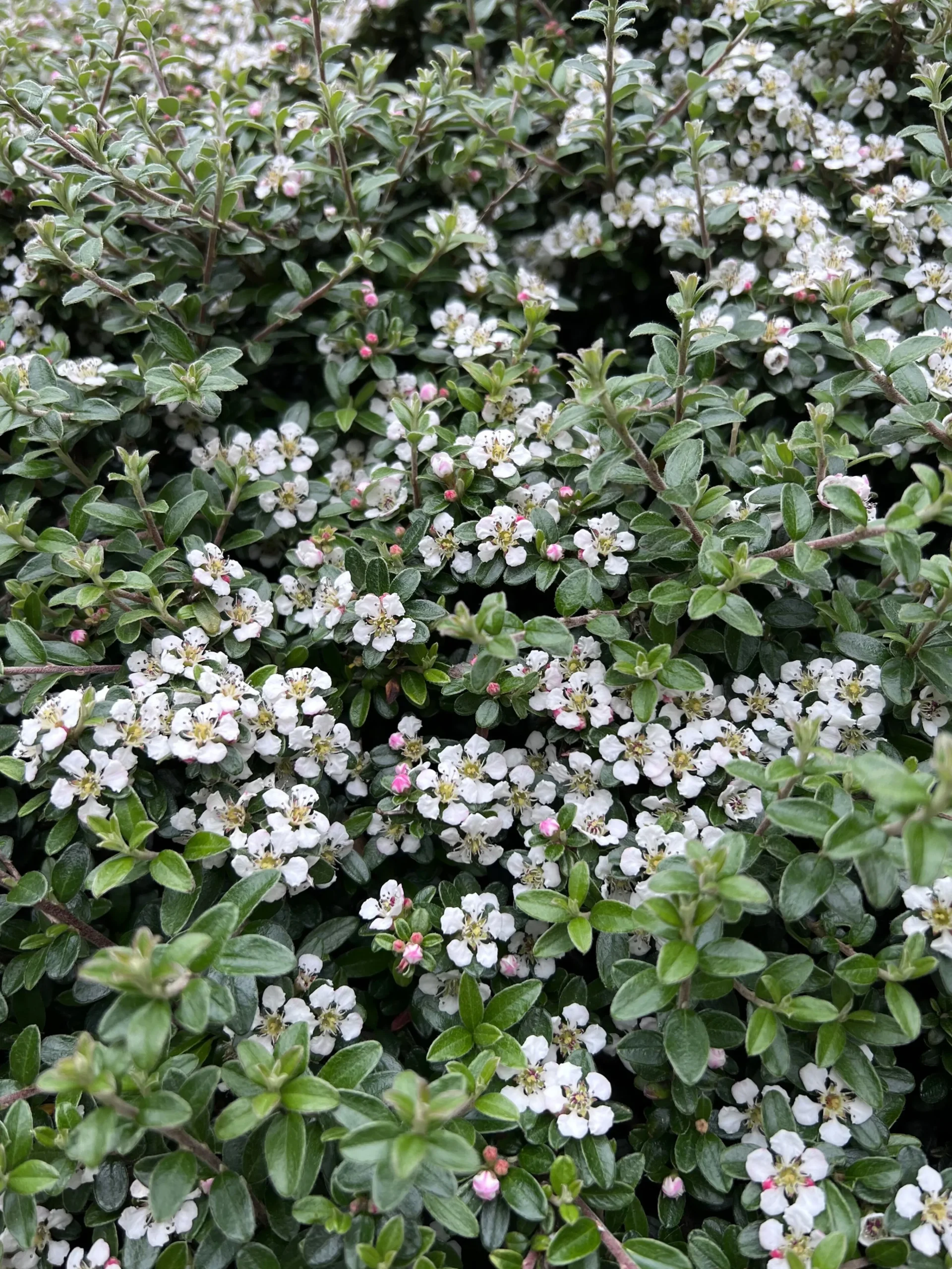 Krypoxbär 'Coral Beauty' Barrotad>Omnia garden Sale