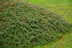Krypoxbär 'Coral Beauty' Barrotad><noscript><img width=