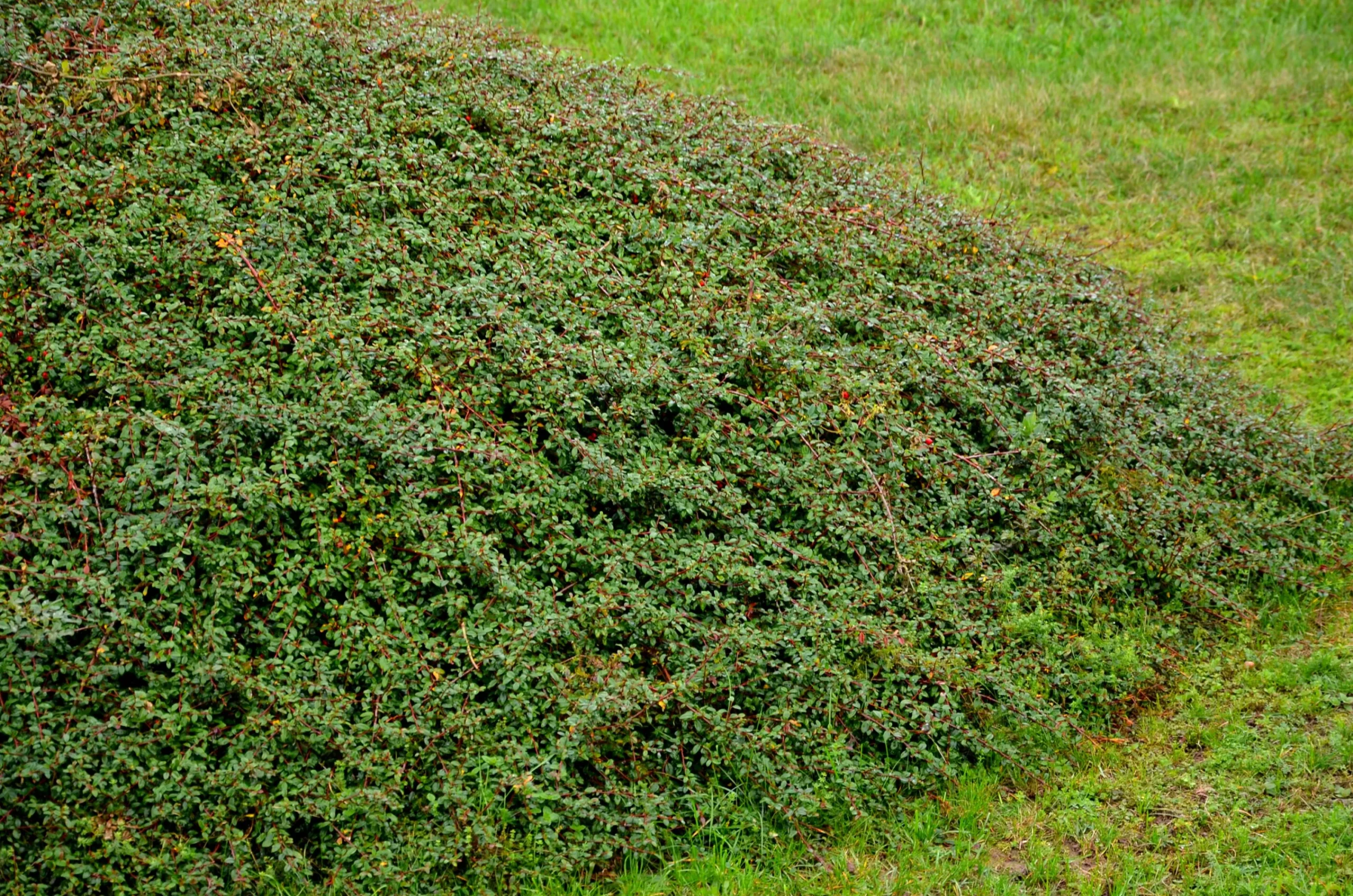 Krypoxbär 'Coral Beauty' Barrotad>Omnia garden Sale