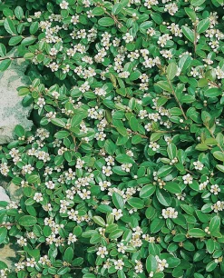 Krypoxbär 'Skogholm' Krukodlad>Omnia garden Best