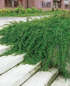 Krypoxbär 'Skogholm' Krukodlad><noscript><img width=