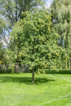 Äkta Kastanj Högstam>Omnia garden New
