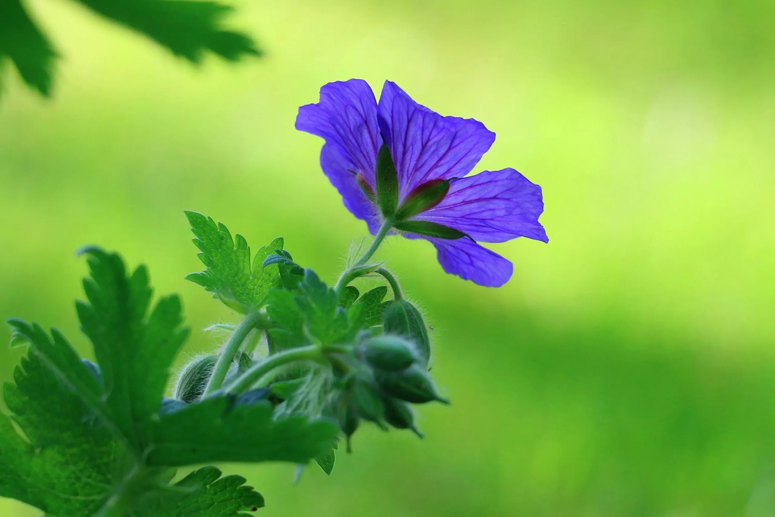 Kungsnäva syn. Praktnäva>Omnia garden Sale