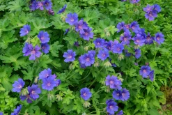 Kungsnäva syn. Praktnäva>Omnia garden Sale