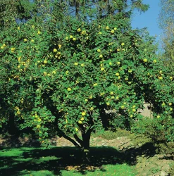 Kvitten 'Vranja' Krukodlad>Omnia garden Hot