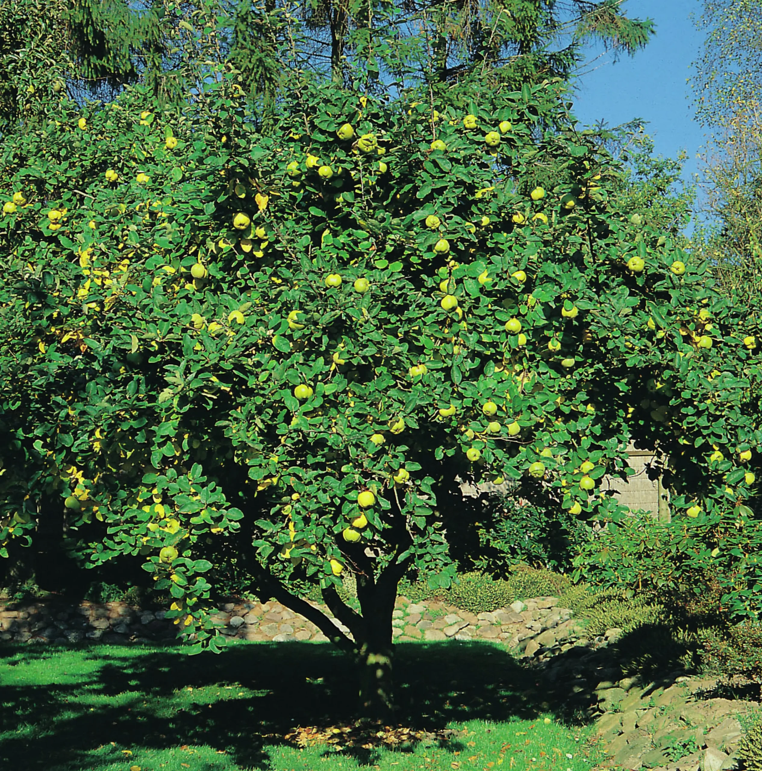 Kvitten 'Vranja' Krukodlad>Omnia garden Hot