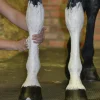 Kyllera Swede Clay 10kg>Eclipse Biofarmab