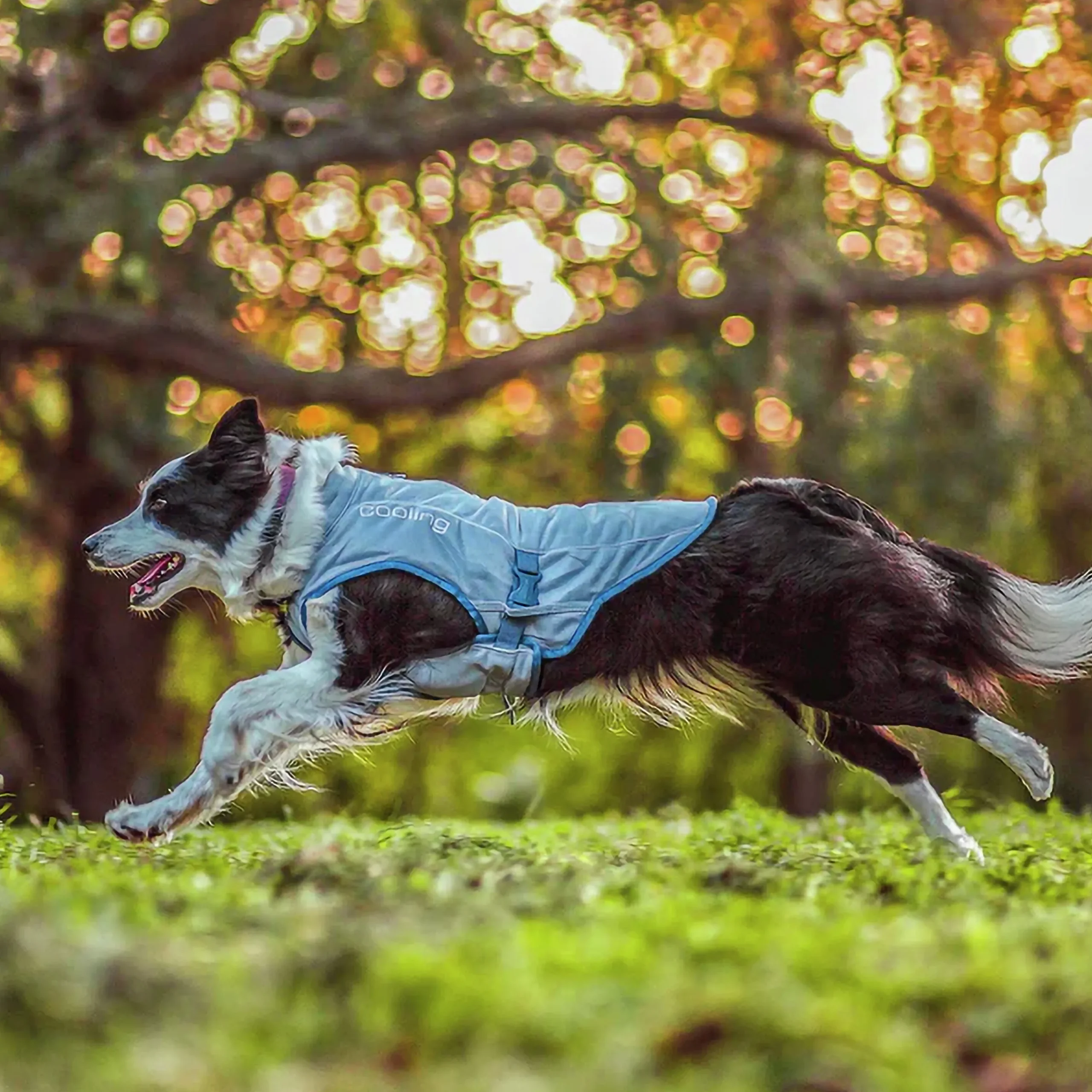 Kyvät Hund Core Grå>Kurgo Discount