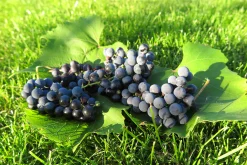 Labruskavin 'Zilga'>Omnia garden Clearance