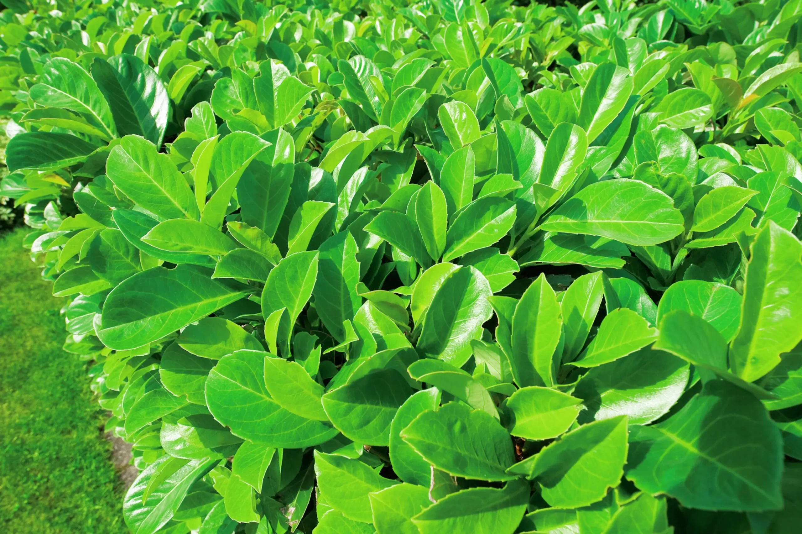 Lagerhägg 'Etna' Uppstammad Krukodlad>Omnia garden Best