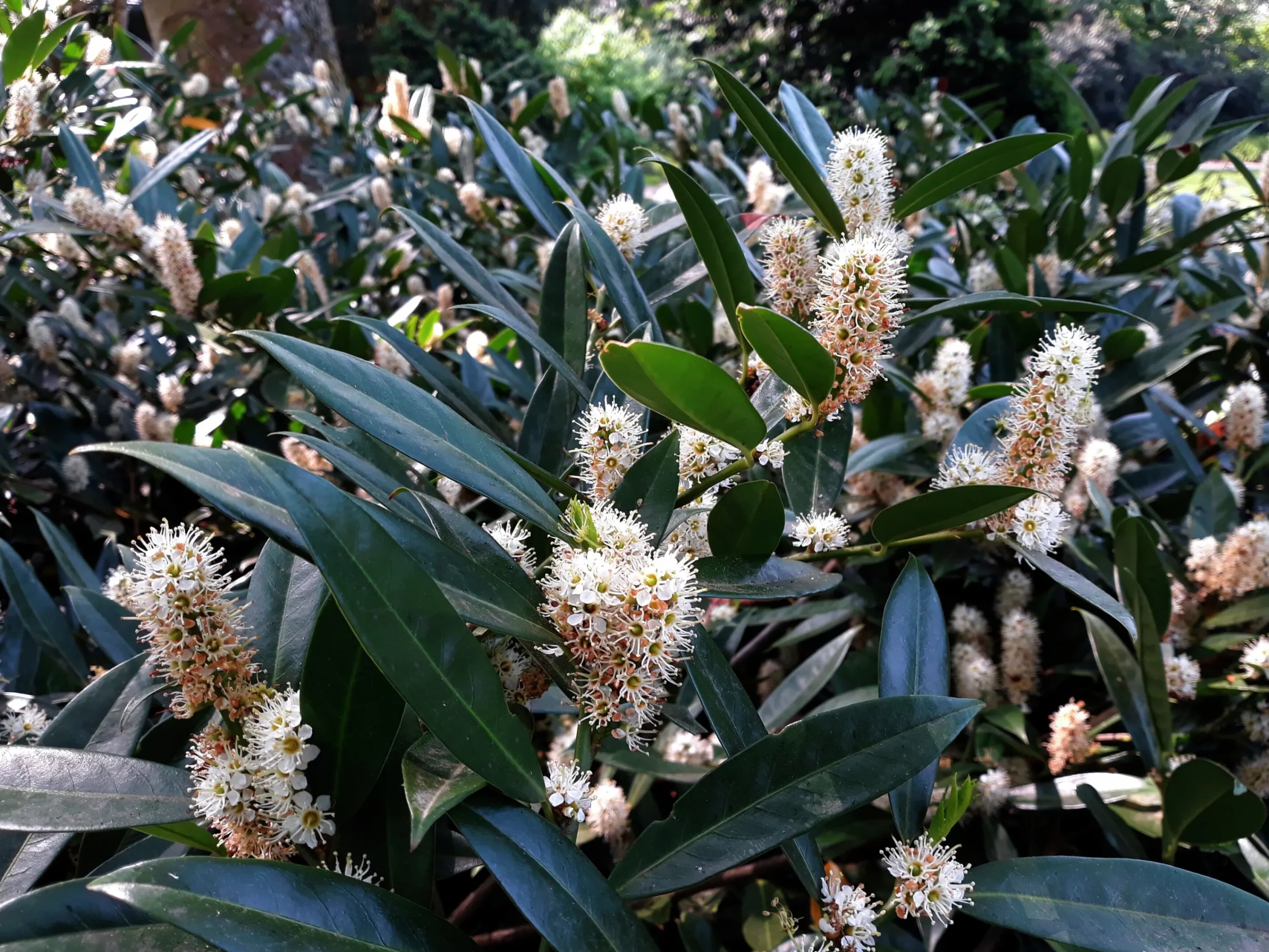 Lagerhägg 'Herbergii'>Omnia garden Clearance