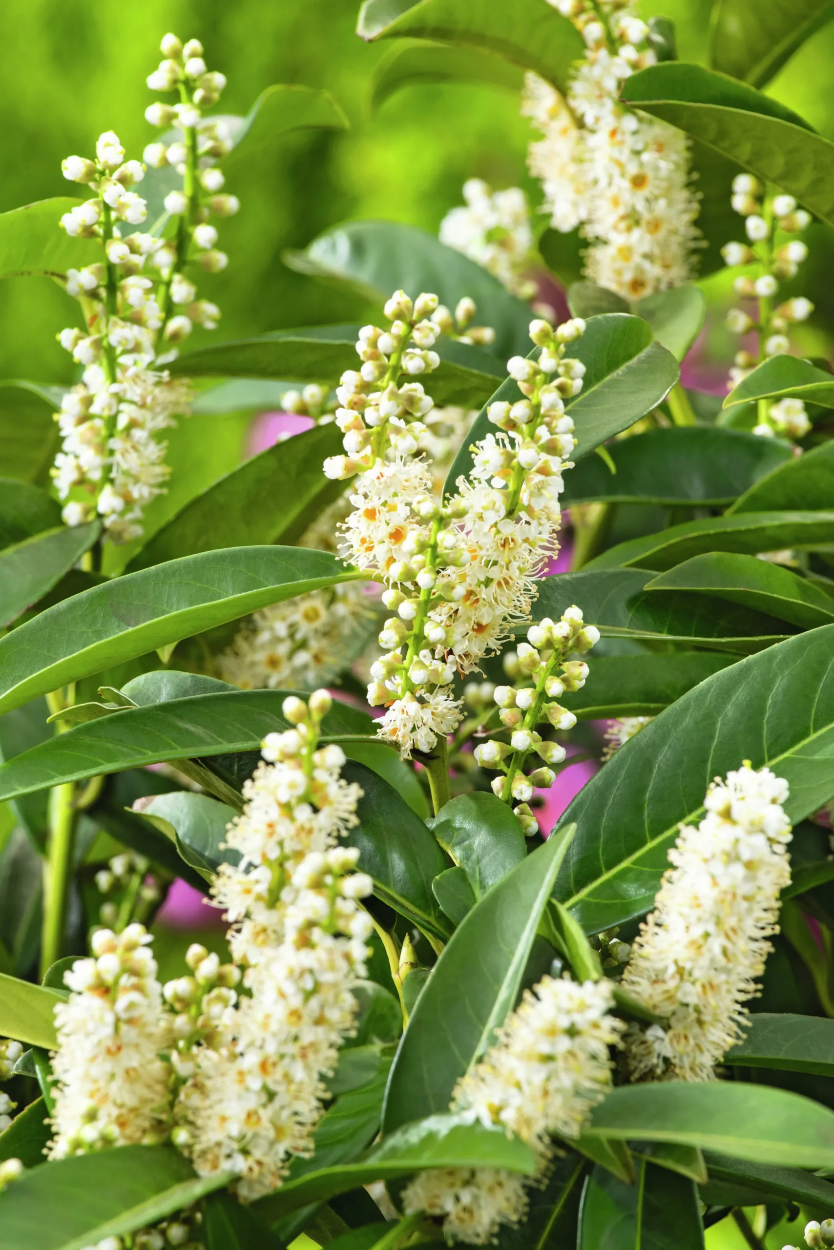 Lagerhägg 'Noa' Barrotad>Omnia garden Sale