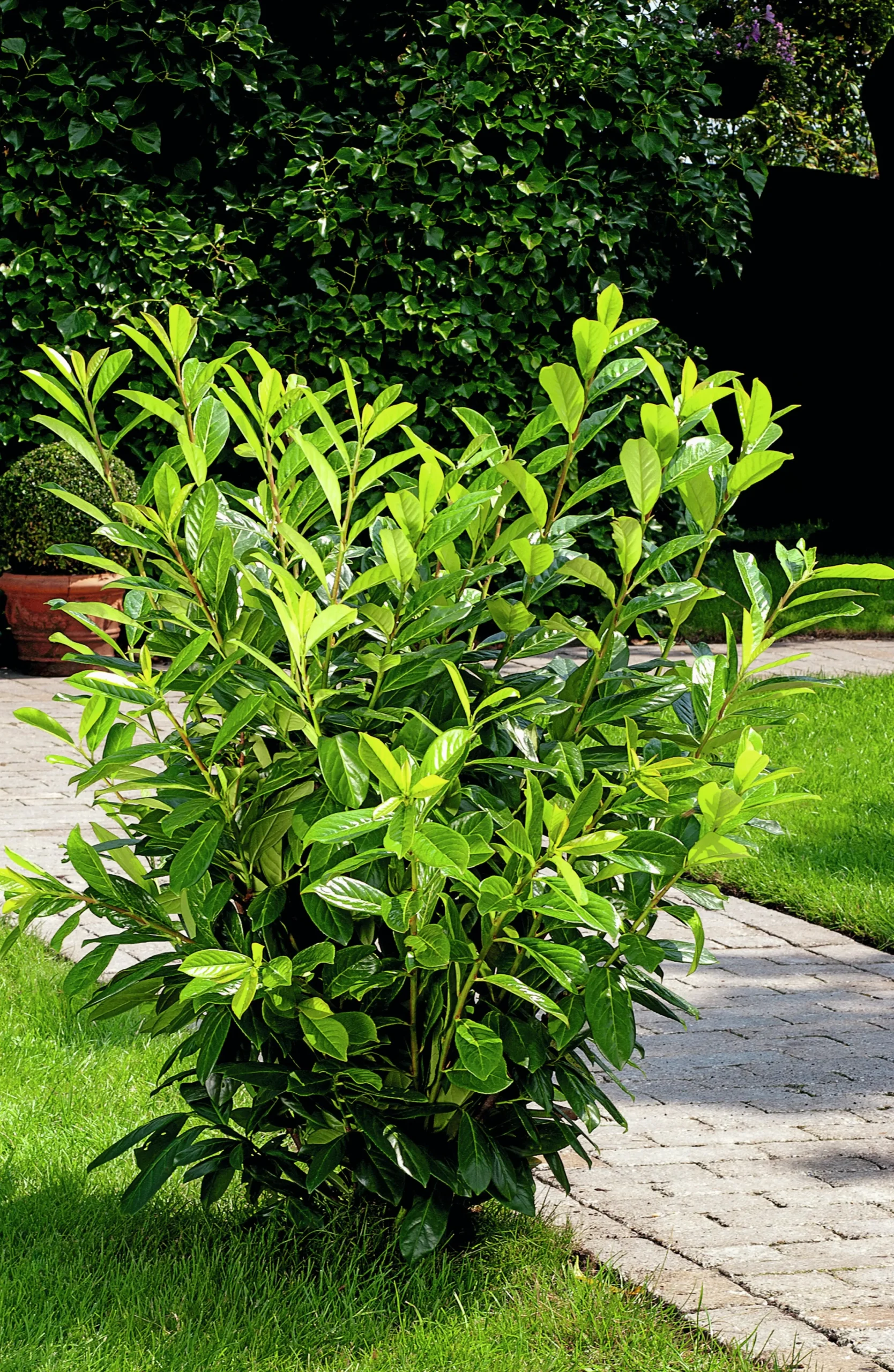Lagerhägg 'Novita' Krukodlad>Omnia garden Online