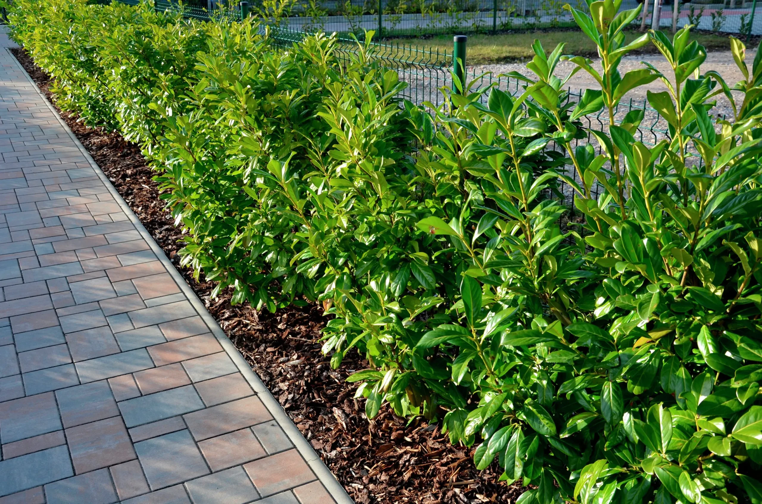 Lagerhägg 'Novita' Krukodlad>Omnia garden Online