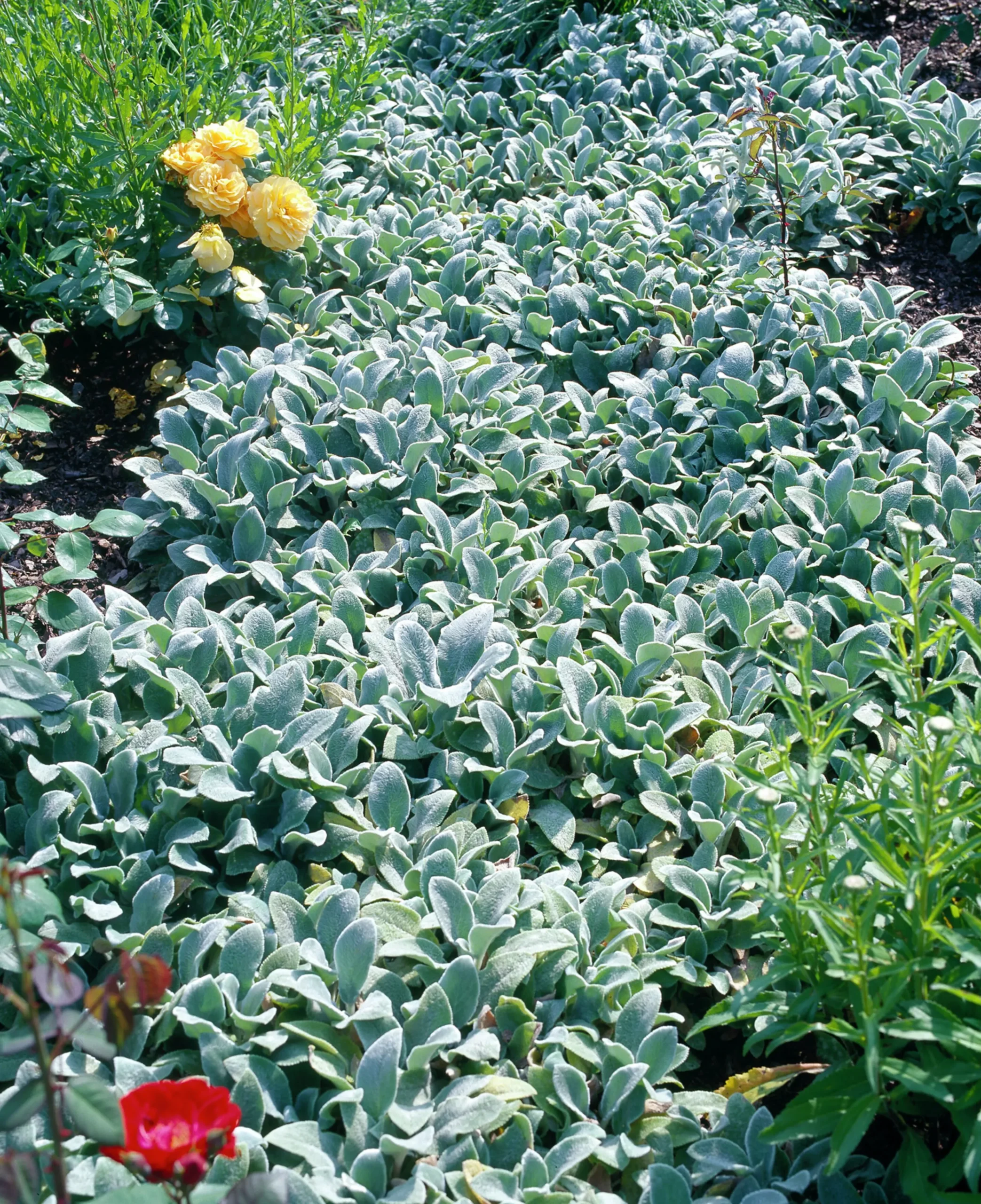 Lammöron 'Silver Carpet'>Omnia garden