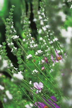Lavendel 'Edelweiss'>Omnia garden Hot