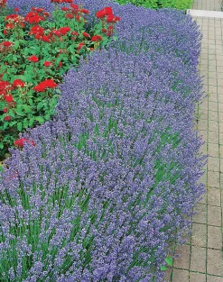 Lavendel 'Hidcote'>Omnia garden