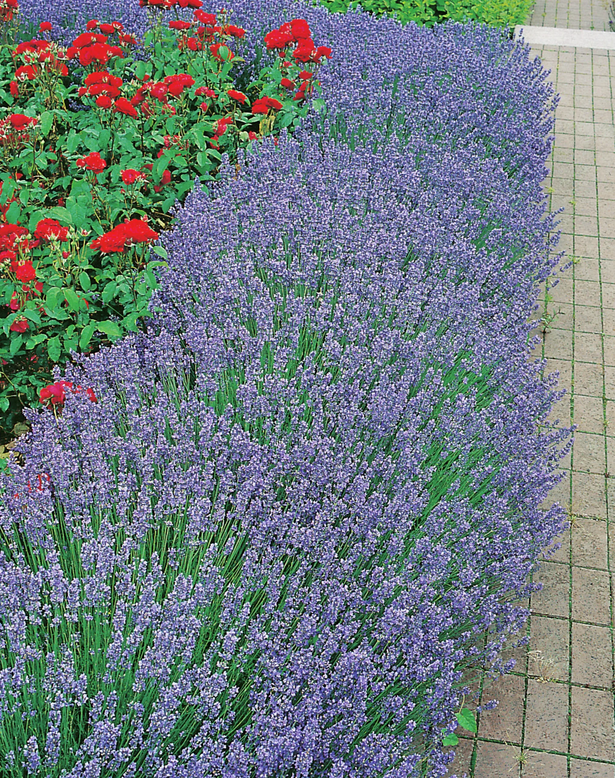 Lavendel 'Hidcote'>Omnia garden