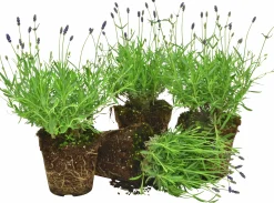Lavendel lat. Lavandula angustifolia Mix>Mäster Grön Sale