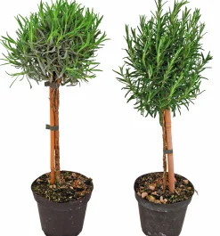 Lavendel lat. Lavandula angustifolia Uppstammad>Mäster Grön