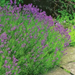 Lavendel 'Munstead'>Omnia garden Clearance