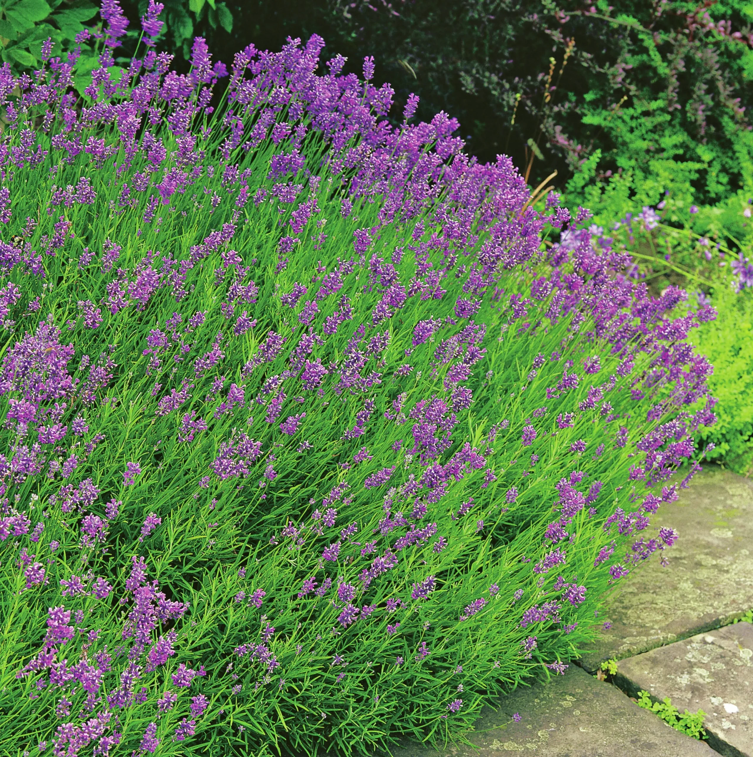 Lavendel 'Munstead'>Omnia garden Clearance