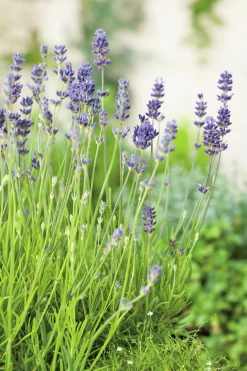 Lavendel 'Munstead' 2L>Omnia garden