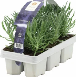Lavendel 6-p>Danblumen Sale