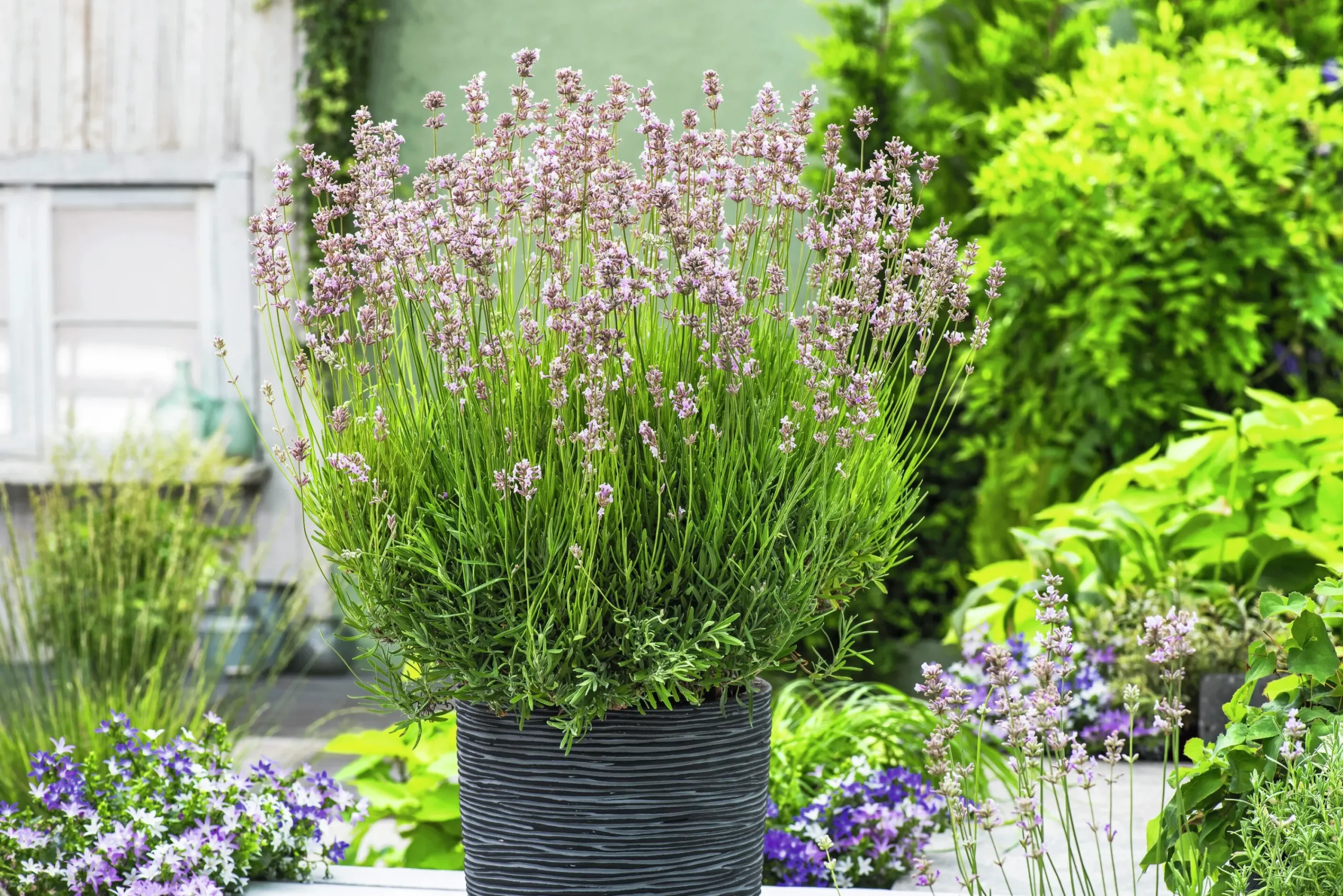 Lavendel 'Rosea'>Omnia garden Hot