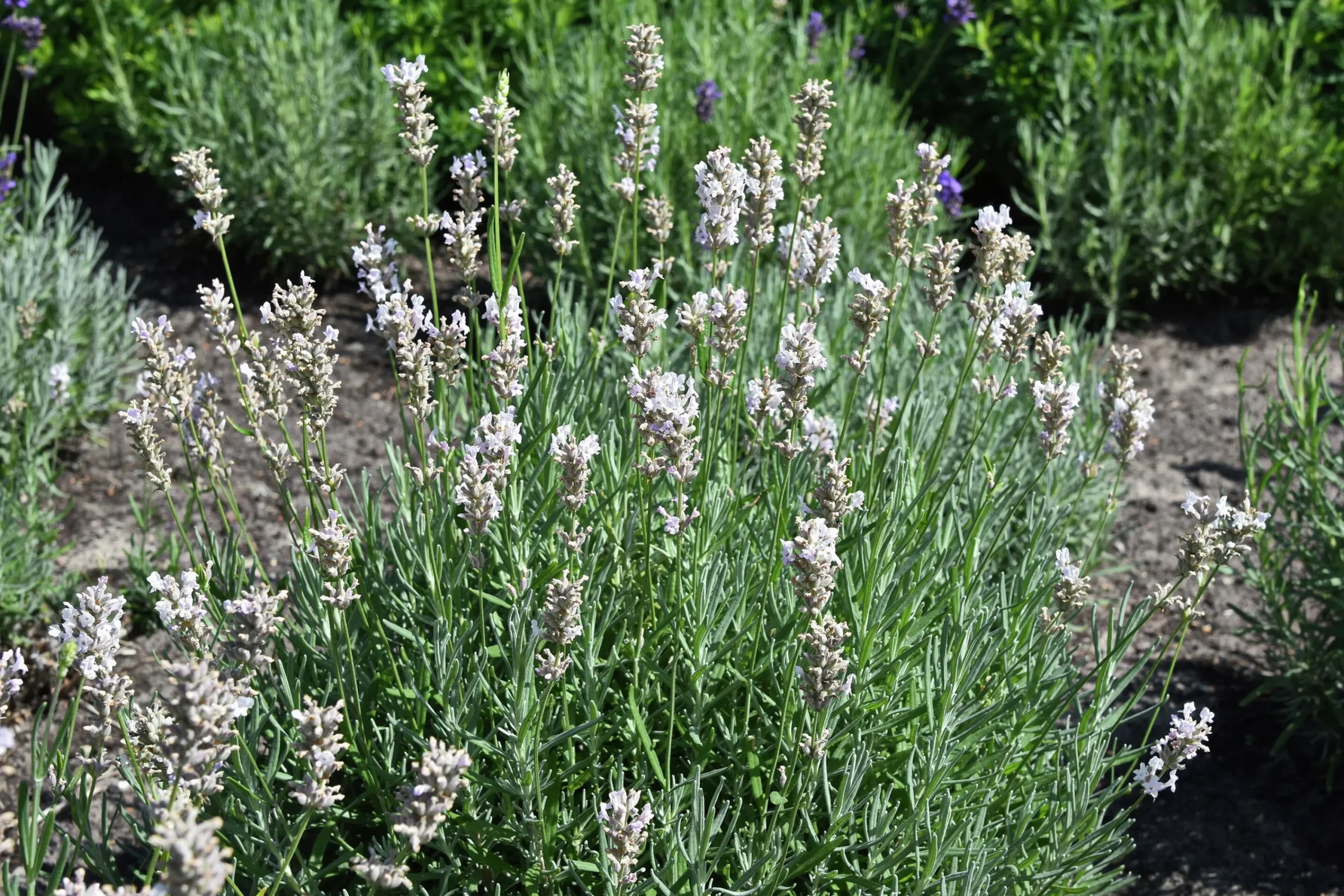 Lavendel 'Rosea'>Omnia garden Hot