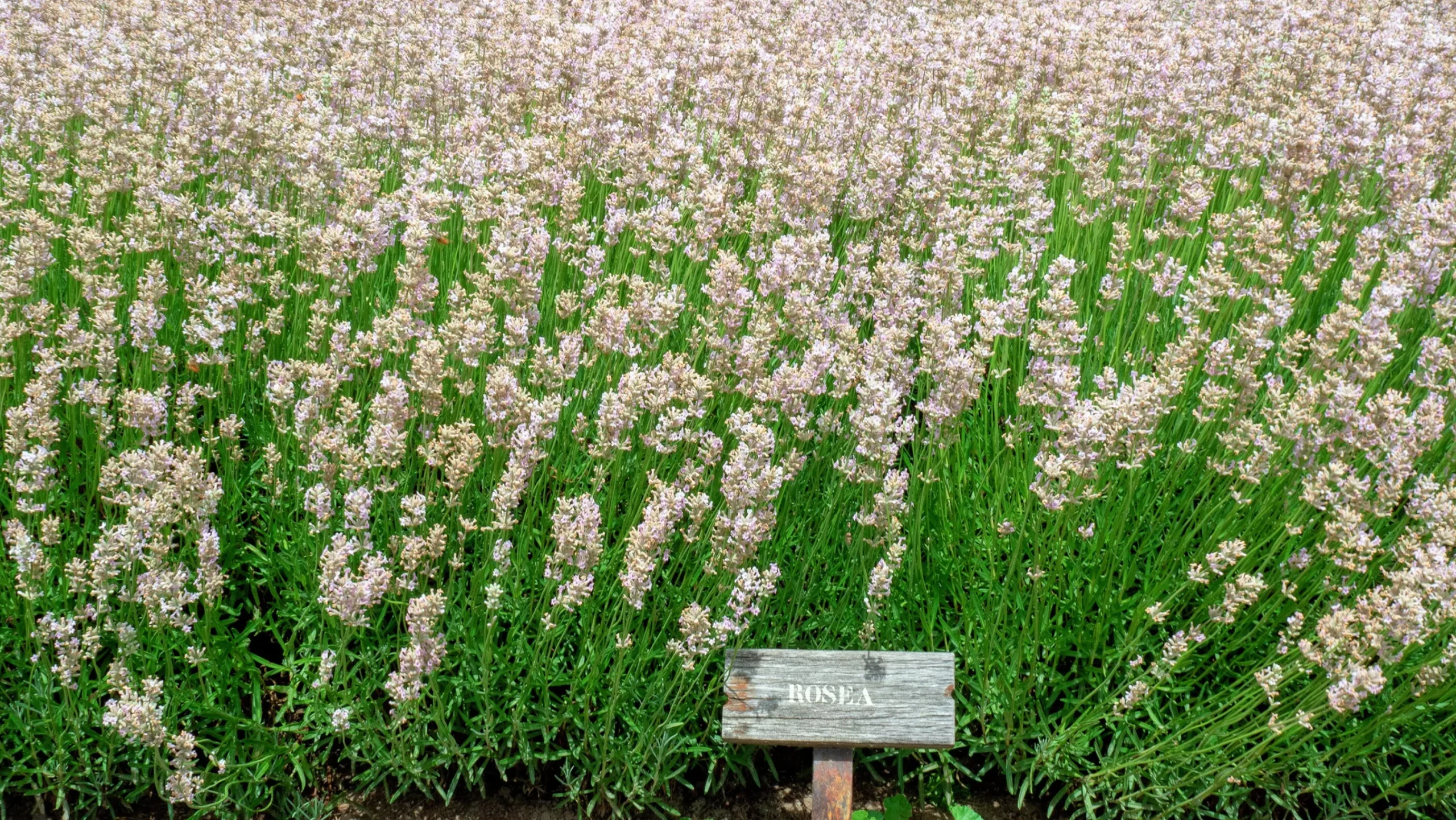Lavendel 'Rosea'>Omnia garden Hot