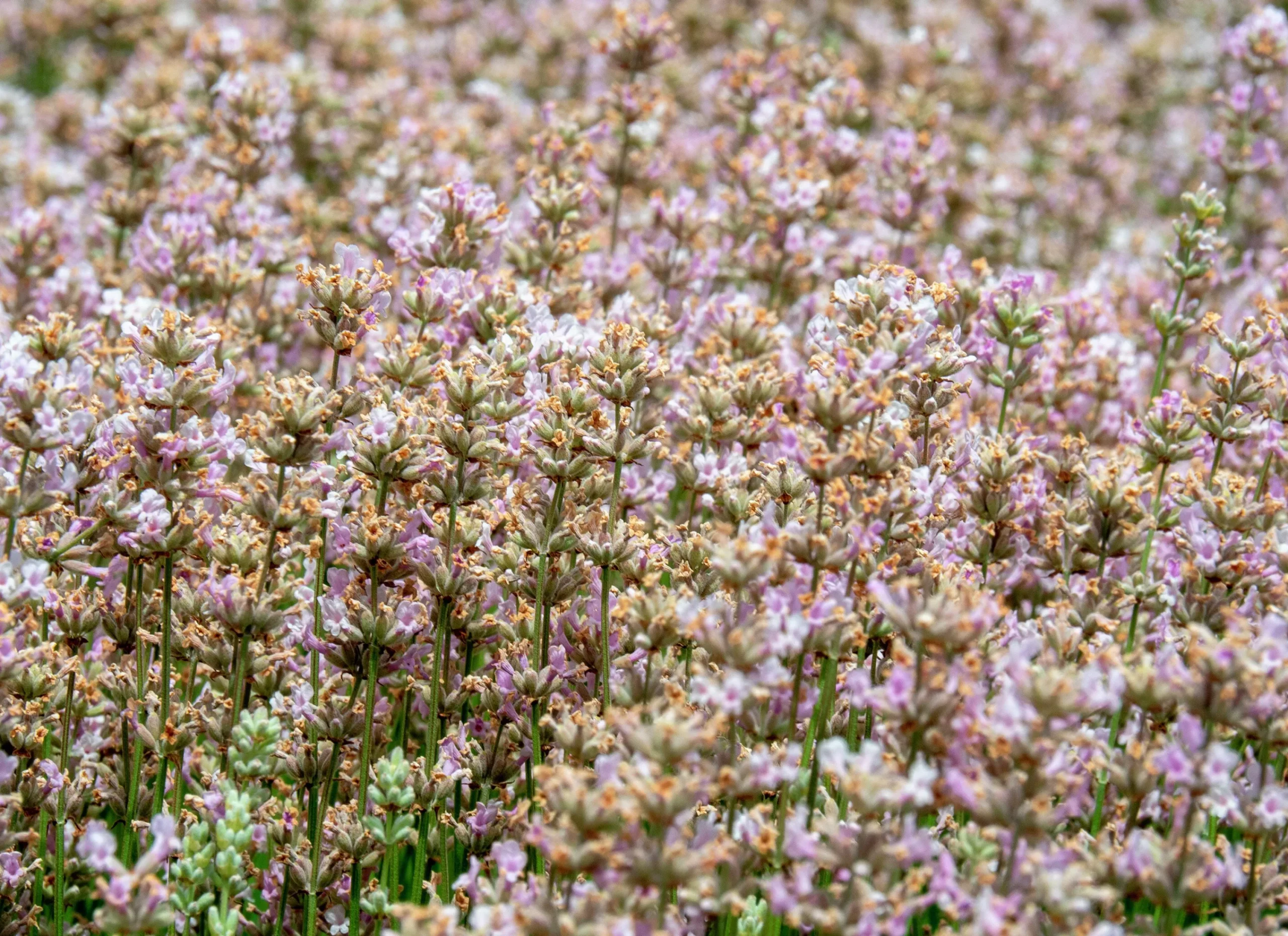 Lavendel 'Rosea'>Omnia garden Hot