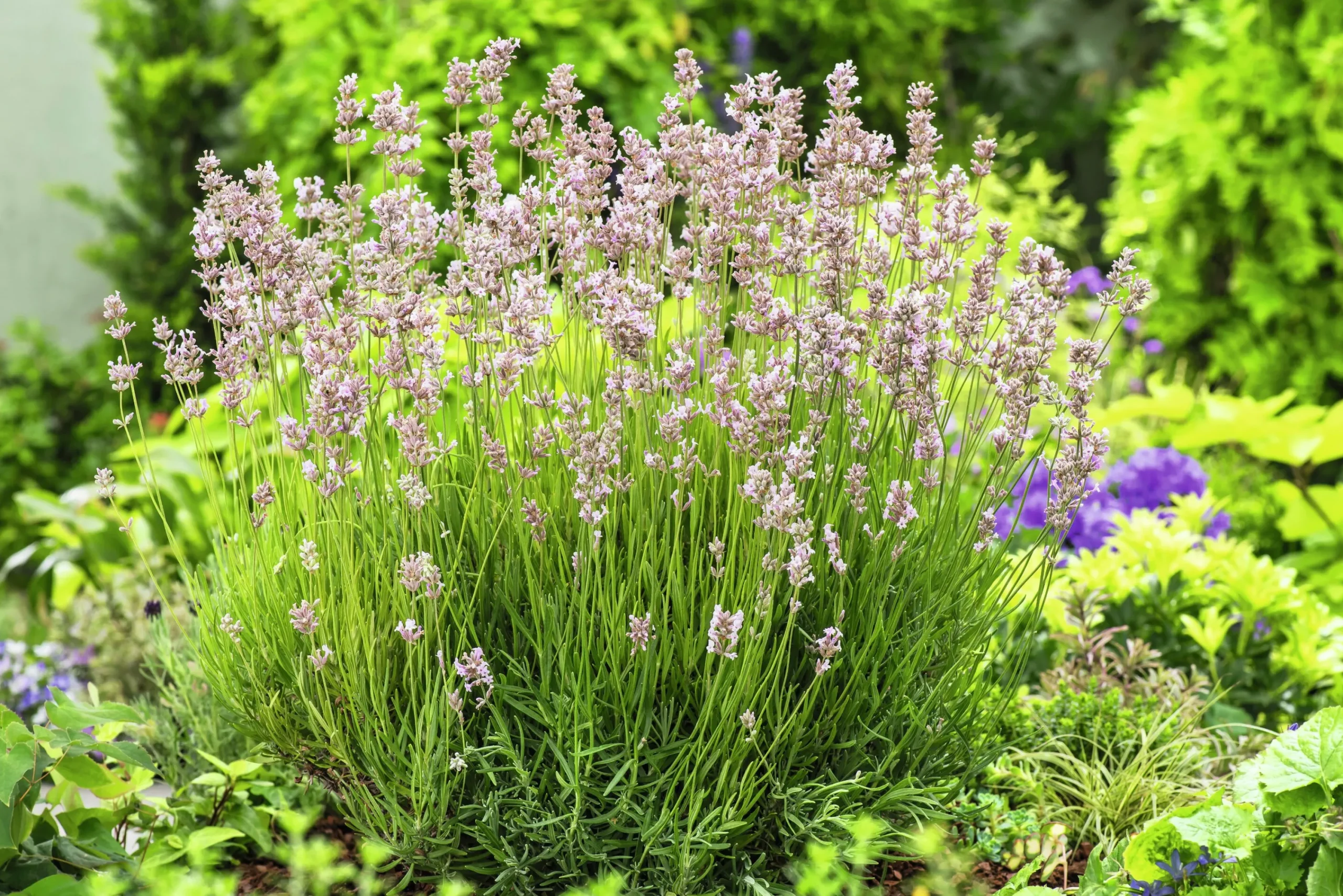 Lavendel 'Rosea'>Omnia garden Hot