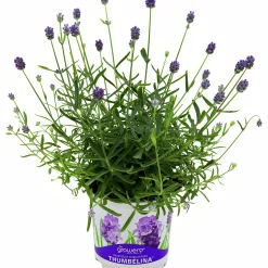 Lavendel Thumbelina>Danblumen Hot